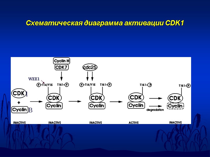 Схематическая диаграмма активации CDK1 WEE1 1 B H